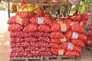 Market study horticultural supply chain Thiès (Senegal)