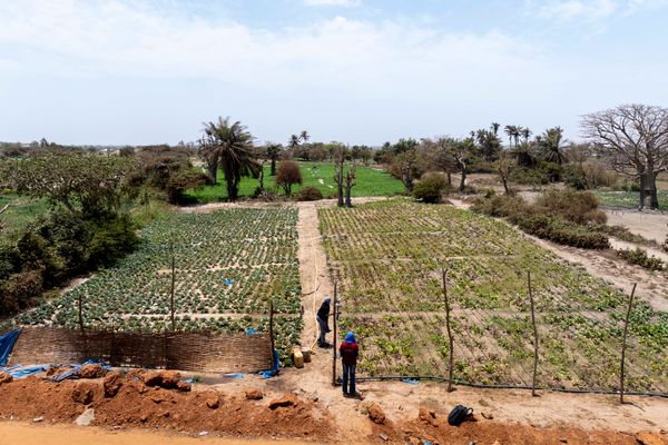 Advanced Farming Techniques - foto 2