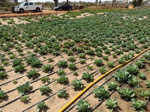 Technical sheet on cultivation through rotation (FR)